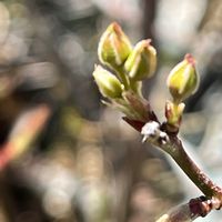 モッコウバラ,鉢植え,花のある暮らし,綺麗,綺麗な色の画像