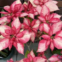 プリンセチア,都立神代植物公園の画像