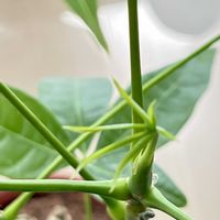 パキラ,インテリアグリーン,葉っぱ好き,観葉植物がスキ,観葉植物のある暮らしの画像