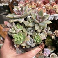 多肉植物,葉挿し,多肉寄せ植え,エケベリア属,多肉大好きの画像