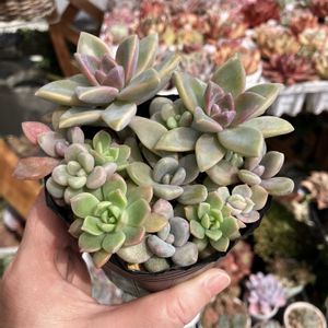 多肉植物,葉挿し,多肉寄せ植え,エケベリア属,多肉大好きの画像