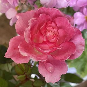 ミニバラ,癒し,花のある暮らし,演奏会,庭の画像