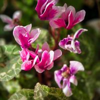 ヒヤシンス,ガーデンシクラメン,ネモフィラ ペニーブラック,ビオラ・パンジー,一般ジーの会♪の画像