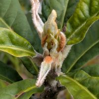 ビワ,8日は葉っぱの発表会,けーpick祭の画像