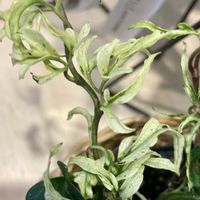 アイビー（ヘデラ）,ヘデラ 雪の妖精,ヘデラ 雪の妖精,観葉植物,綺麗✨の画像