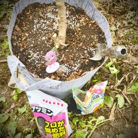 イチジク,ミニイチジク　イスラエル,金沢市,石川県,PRの画像