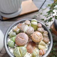 リトープス,リトープス,多肉植物,多肉寄せ植え,100均多肉の画像