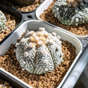 スーパー兜,今日の一枚,珍奇植物,アストロフィツム属,おうち園芸の画像