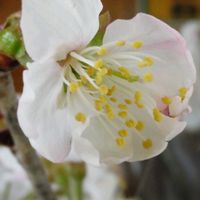 サクランボ,収穫,道の駅,農作業,果物を美味しく育てるの画像