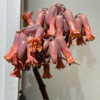 胡蝶の舞,カランコエテッサ,可愛い,花のある暮らし,カサカサの画像