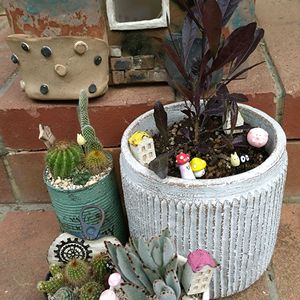 サボテン,サボテン,サボテン,ドドナエア・ポップブッシュ・プルプレア,ドドナエア・ポップブッシュ・プルプレアの画像