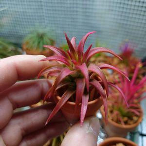 チランジア,ティランジア,イオナンタ　バンハイニンギー,エアプランツ,植物のある暮らしの画像