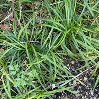 リュウノヒゲの画像