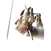 子宝弁慶草,クローンコエ,シコロ弁慶,子宝草（子宝弁慶）,子宝弁慶 花の画像