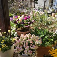 ストック,ストック　シャンテ,種まきっ子,種から,種まきの画像