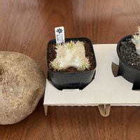 パキポディウム,サボテン・多肉植物ビッグバザール,五反田TOCビッグバザールの画像