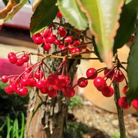 万両,赤実の万両,地植え,我が家の庭,春の訪れの画像