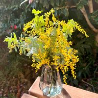 ミモザ,花束,今日のお花の画像