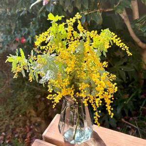 ミモザ,花束,今日のお花の画像