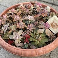 ストック,河津桜,オキザリス 桃の輝き,ポイポイ鉢♡,かわいいの画像