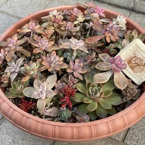 ストック,河津桜,オキザリス 桃の輝き,ポイポイ鉢♡,かわいいの画像