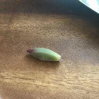 ハムシー,多肉植物,ネコのいる暮らし,ベランダの画像