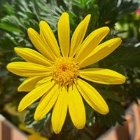 ユリオプスデージー,鉢植え,花のある暮らし,黄色の花,ベランダパトロールの画像