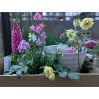 アルメリア,クリスマスローズ,リナリア,ルピナス,原種デージー アルムの空の画像