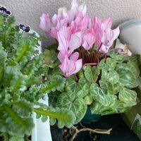 シクラメンの画像