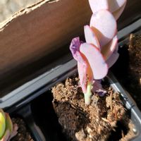 胡蝶の舞の画像