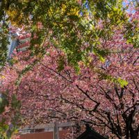 ミモザ,green life,ｷﾞｭｯﾄby♡me,レッツゴー三匹,妄想倶楽部の画像