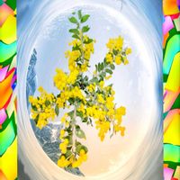 花うらら,ミモザ　パールアカシア,ミモザ　パールアカシア,お花遊び,咲きました！！の画像