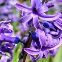 ヒヤシンス,ユキヤナギ,ビオラ,スナップエンドウ,猫のチビちゃんの画像