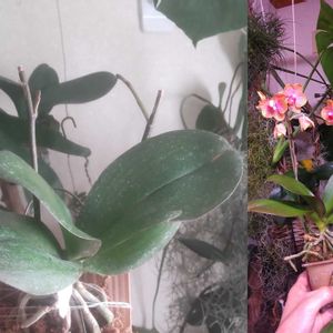 胡蝶蘭,着生植物,植物のある暮らし,植中毒,でけたしこ園芸の画像