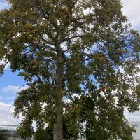 クロガネモチの画像