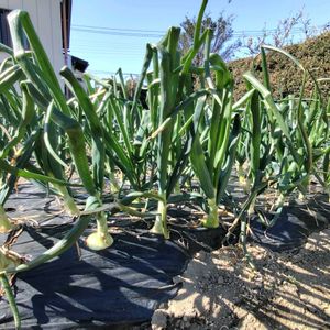 ジャガイモ,レタス,玉ねぎ,実家猫のさくらちゃん,近所の猫  チビちゃんの画像