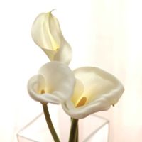 カラー,花のある暮らし,グリーン！グリーン！グリーン！,NO GREEN  NO LIFE,植物に癒されての画像