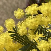 ミモザ,ミモザ,レンガ,今日のお花の画像