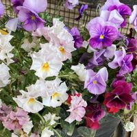 アリッサム,シクラメン,ビオラ,寄せ植え,玄関アプローチの画像