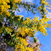 ミモザ,ロータスブリムストーン,パラヘーベ,紫陽花　大島緑花,大島緑化の画像