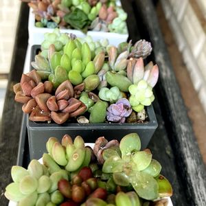 多肉,寄せ植え,ちまちま寄せ,玄関アプローチの画像