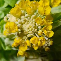 ハクサイの画像