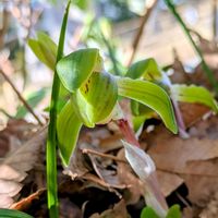シュンラン,ニリンソウ,スプリングエフェメラル,東高根森林公園,平和を願うの画像