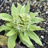 フキノトウ,フキ,山野草,放置栽培,神奈川県の画像