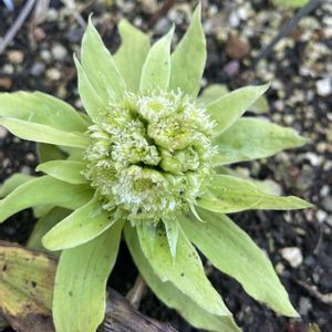 フキノトウ,フキ,山野草,放置栽培,神奈川県の画像