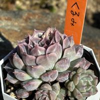 くるみ,多肉植物,多肉大好き,多肉植物のある暮らし,多肉女子の画像