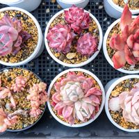 ルエラ,ホワイトカレー,ブラックサバスの画像