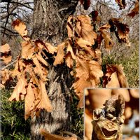 クヌギ,コナラ,ヤマコウバシ,チドリノキ,カシワの画像