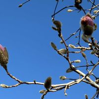イチョウ,お散歩,ビックリ！！,お出かけ先で,お花見散歩の画像