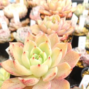 ベラドンナ×ラウレンシス,軒下の画像